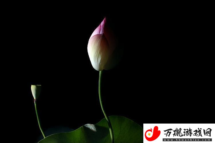 “夜莲潮开时髦翻涌