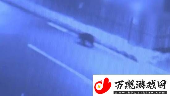 每日私密马赛：日本黑熊闯入超市后被安乐死-有人抗议做法太残忍