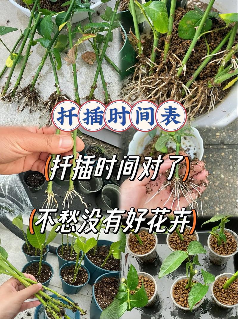 探索“在床上的72种扦插方法”的魅力与技巧