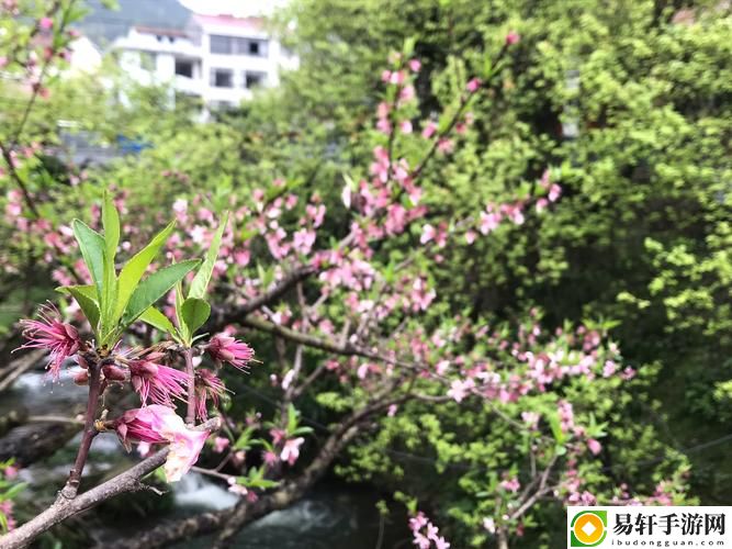 妈**桃花源