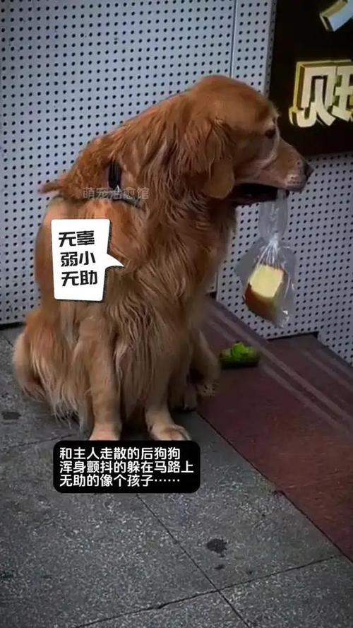 小狗今天草到主人了吗