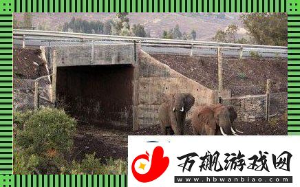 象跑通道-创潮我来