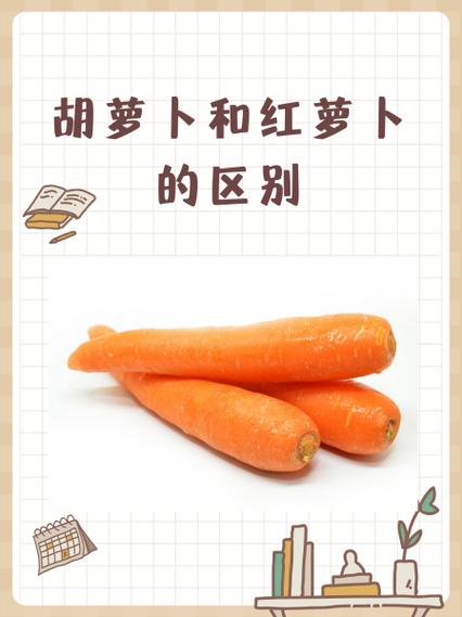女的用胡萝卜用大头还是小头