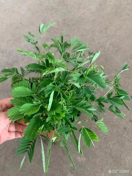 好湿好紧好多水含羞草