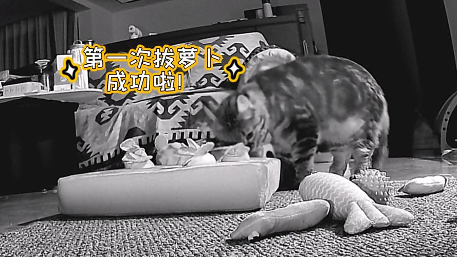 动画二人世界拔萝卜在线观看