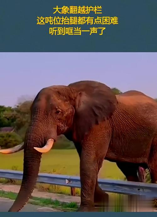 大象回家视频永不迷路2024