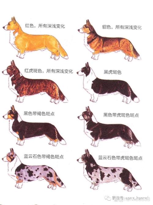 黄三色犬和红三色犬的区别