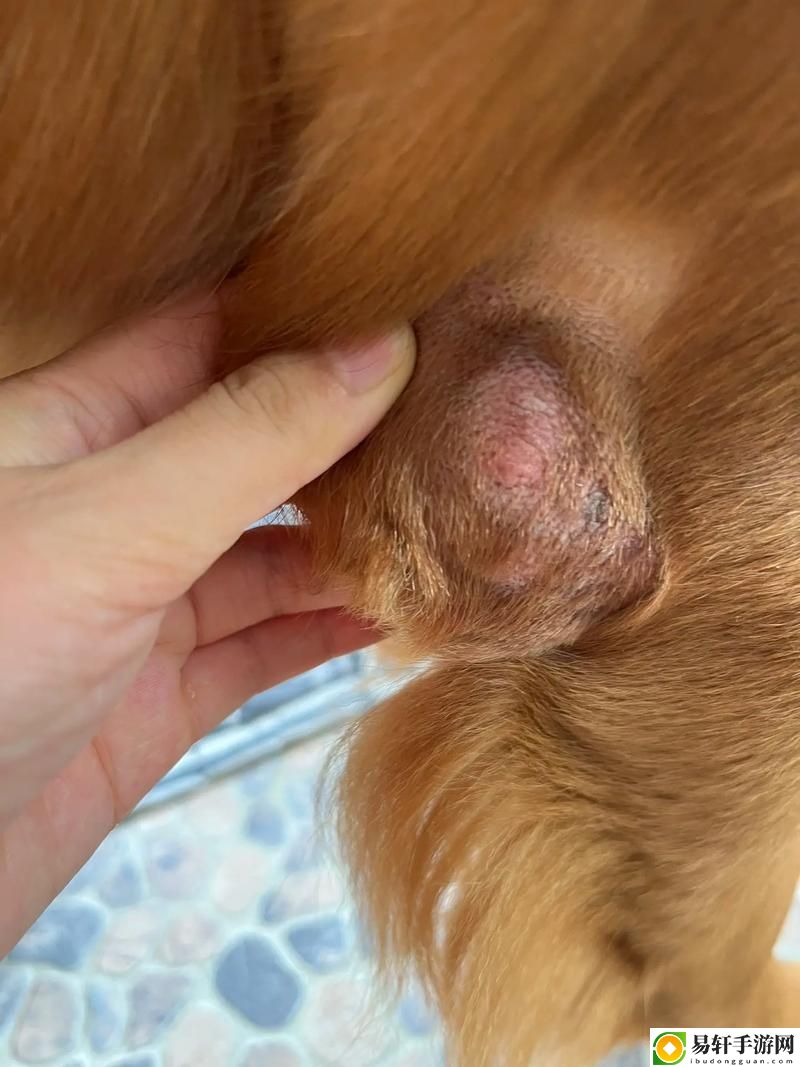 狗狗的东西又硬又长怎么办